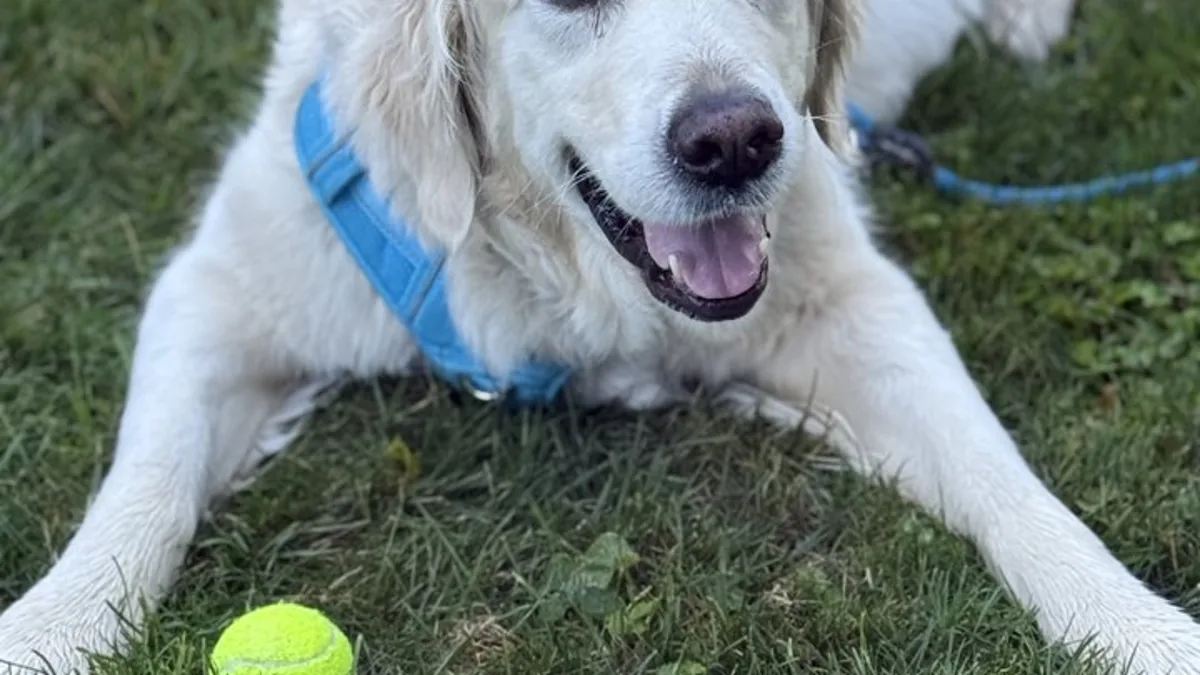 A happy dog on the grass with a tennis ball, mid-game of fetch