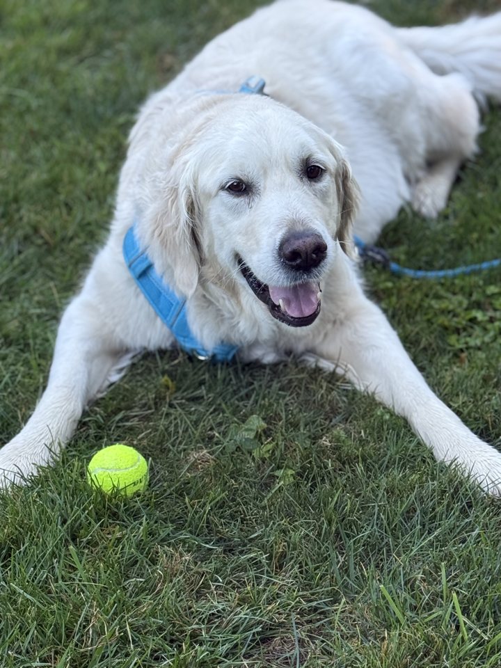 A customer's golden retriever lying in the grass with a tennis ball