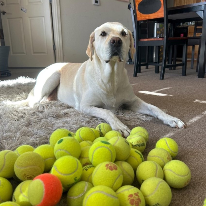 A yellow Labrador lounging behind a big pile of upcycled tennis balls