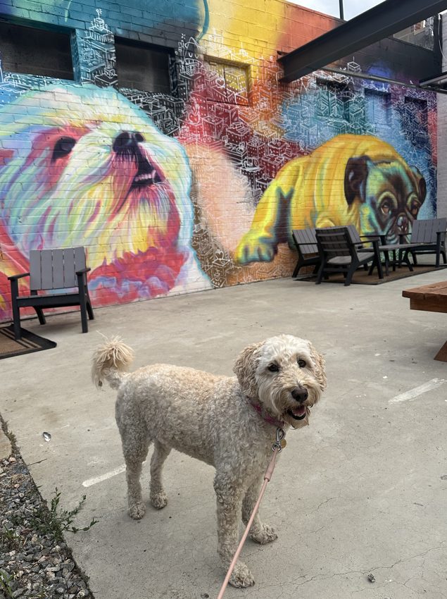 A doodle in front of a colorful dog mural on a city walk