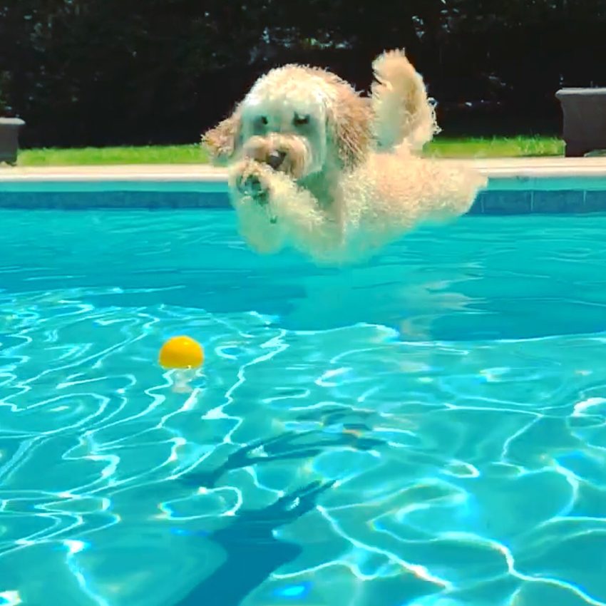 A doodle leaping into a pool after a tennis ball