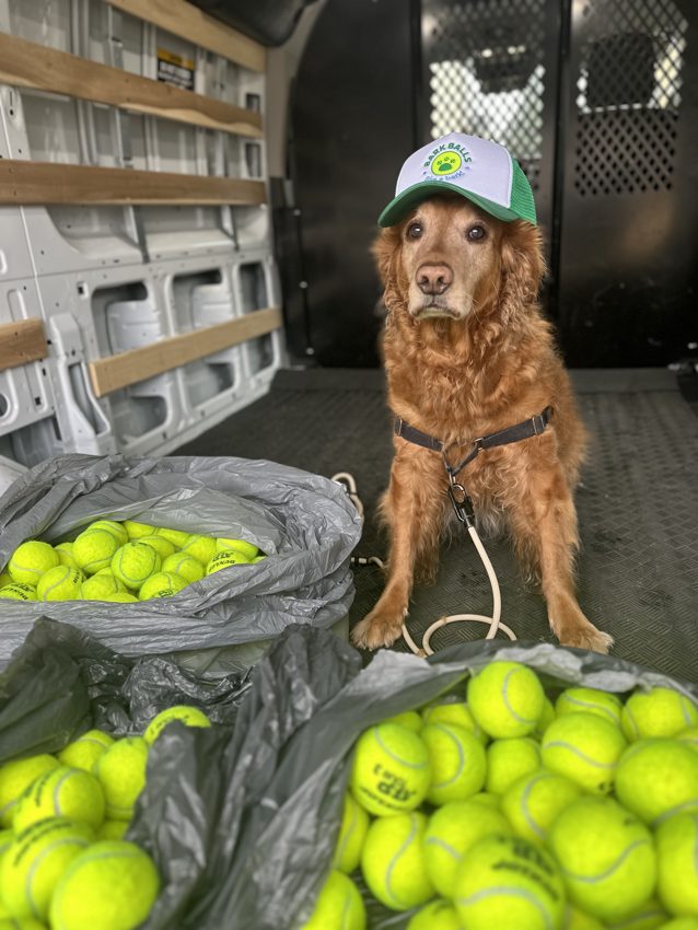 A golden retriever in a Bark Balls cap sitting beside bags of collected tennis balls
