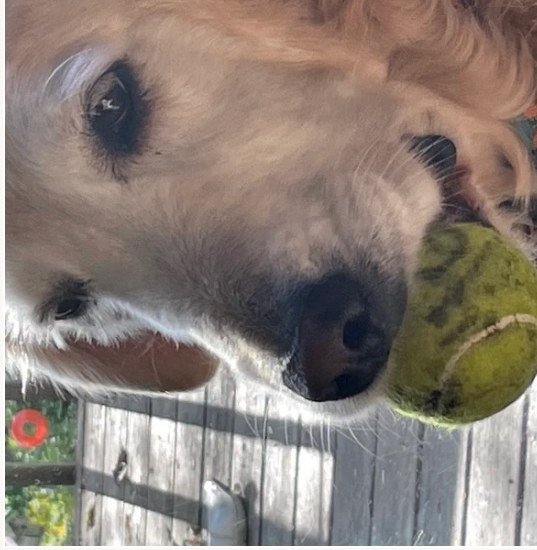 A golden retriever happily holding a Bark Balls tennis ball in its mouth