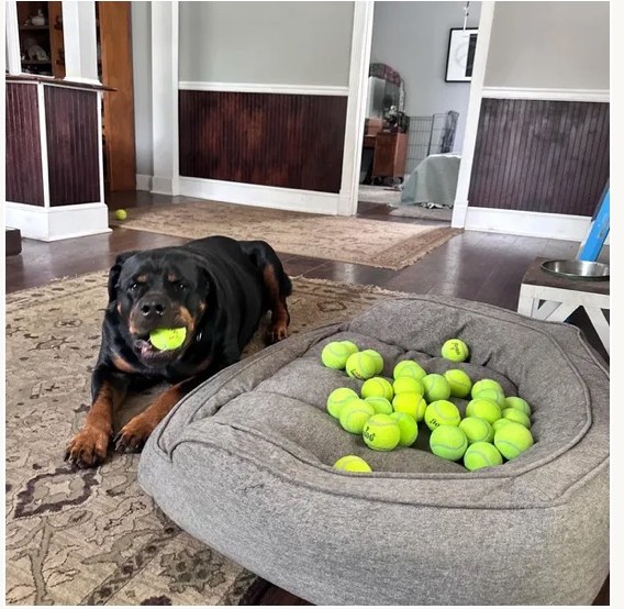 A Rottweiler lying beside a dog bed piled high with upcycled tennis balls, one in his mouth