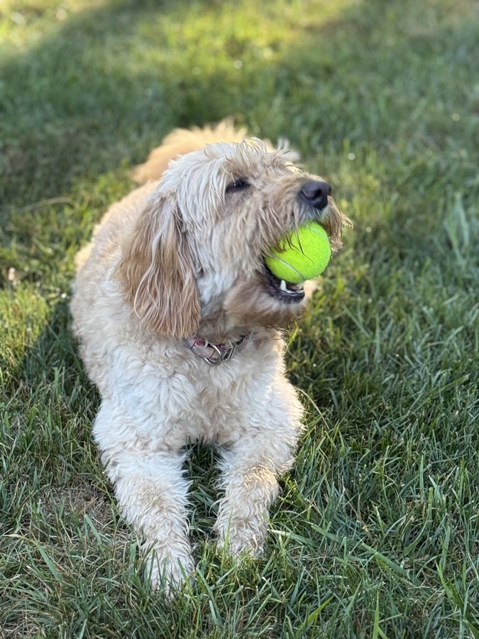 Roxy, East Coast Fetch Assistant