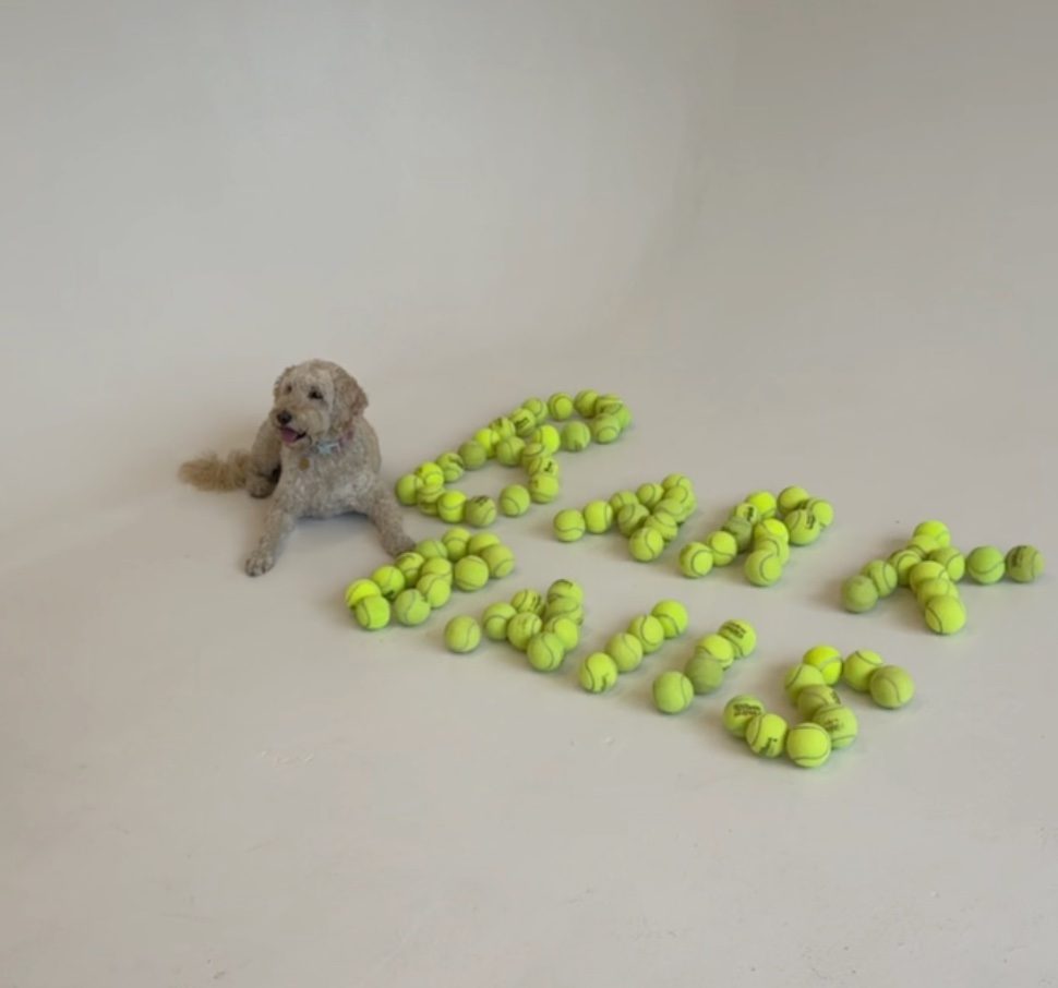 Tilly Ball, Bark Balls Chief Fetch Officer, with BARK BALLS spelled in tennis balls