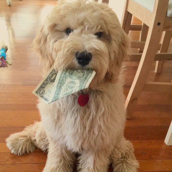 Tilly, Chief Fetch Officer, holding a dollar bill