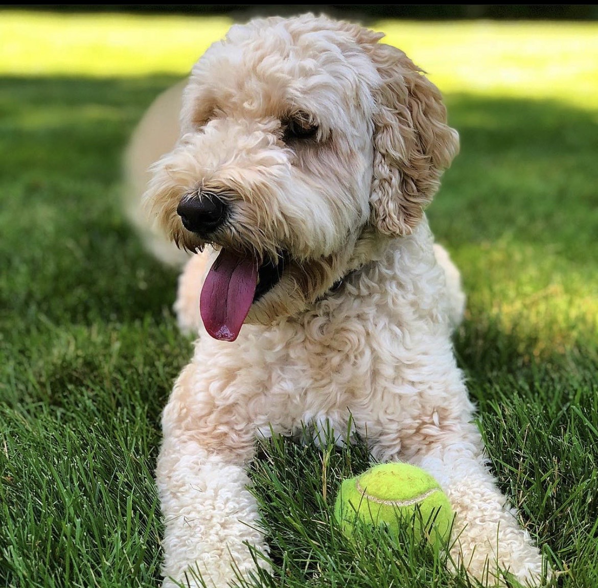Tilly Ball, Bark Balls Chief Fetch Officer, lying in the grass with a tennis ball